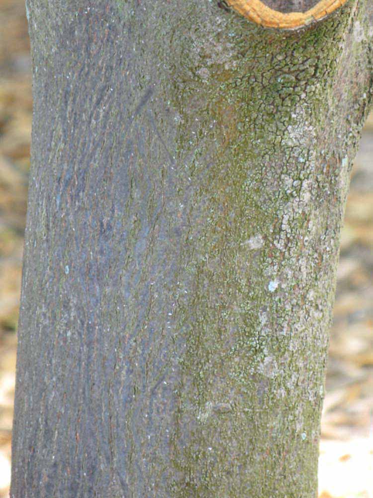            Bark (Winter Haven, FL)   